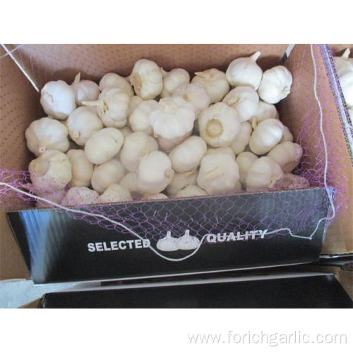 Crop 2019 Pure White Garlic